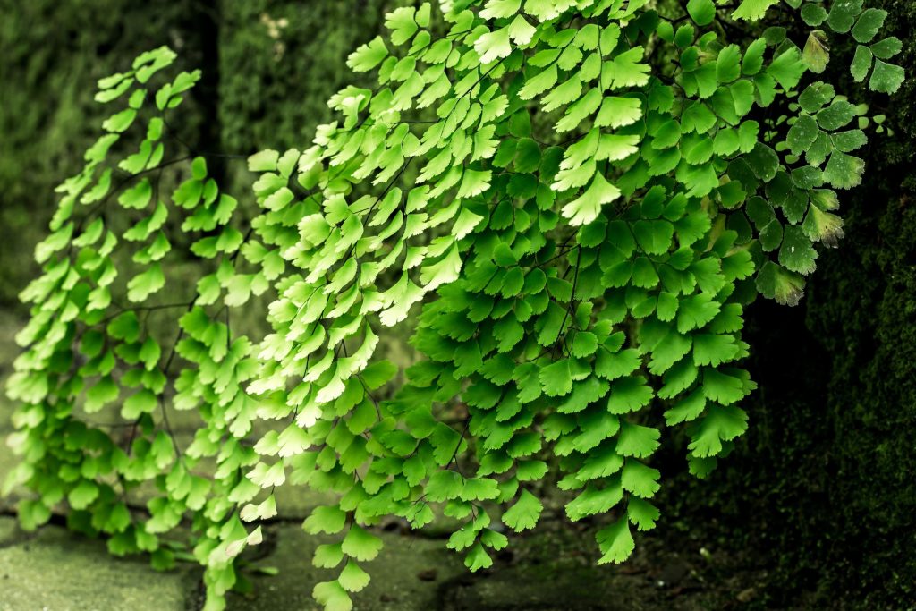 American Maidenhair Fern