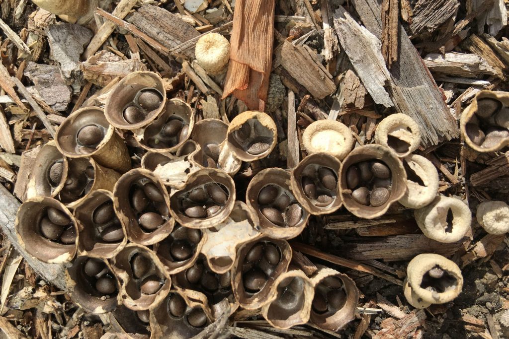 Birds Nest Fungus