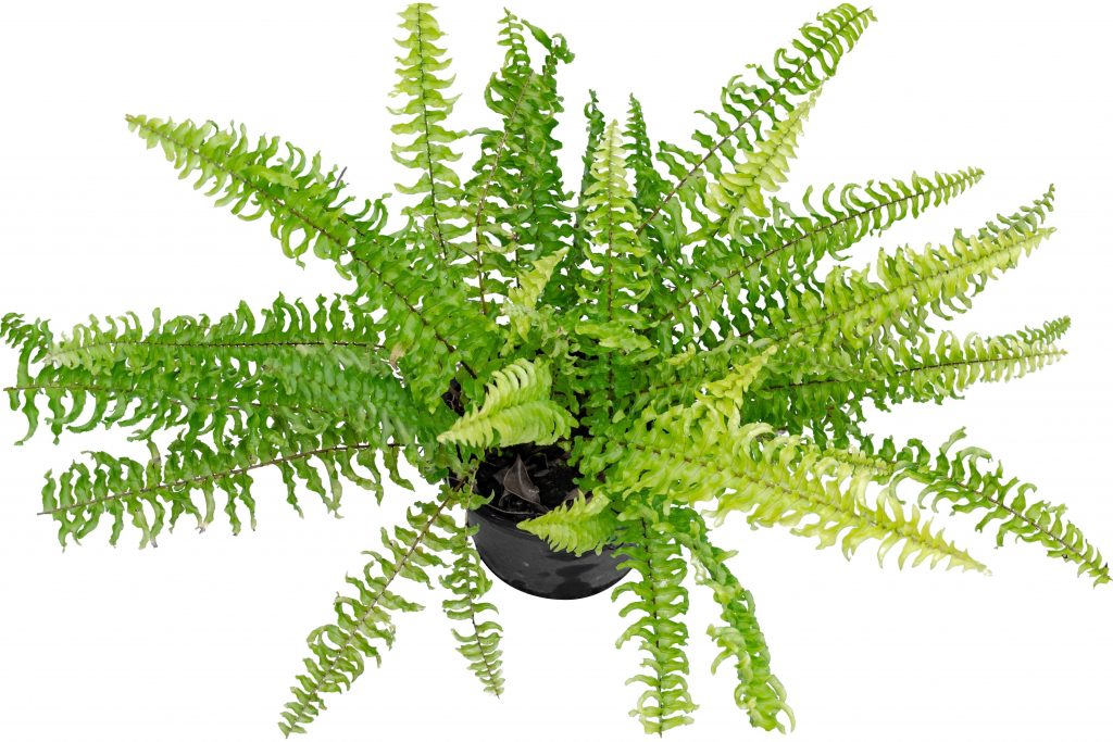 Boston Fern