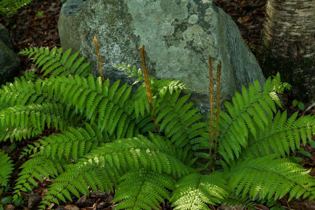Cinnamon Fern