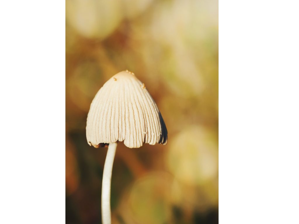 Conocybe-genus-mushroom