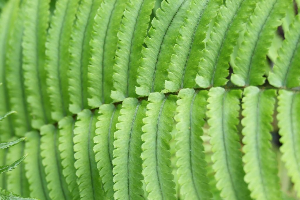 Crested Buckler Fern
