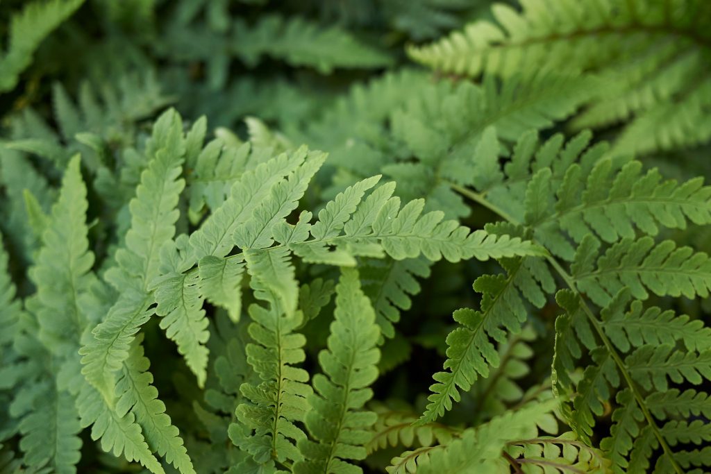Dryopteris Marginalis