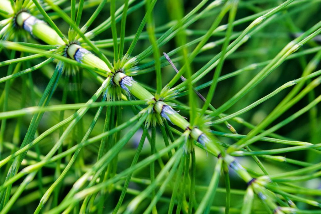 Horsetail Fern