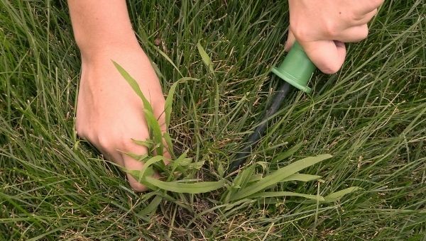 How To Get Rid Of Crabgrass In The Summer Without Chemicals