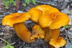 Jack-o’lantern mushroom