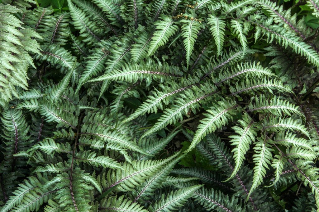 Japanese Painted Fern