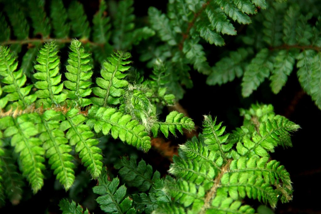 Japanese Tassel Fern