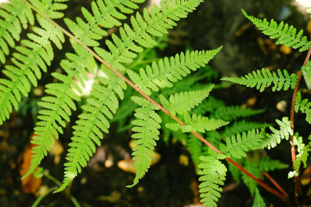 Lady In Red Fern