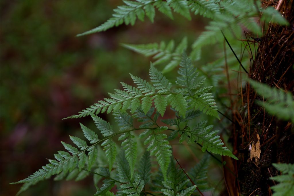 Leatherleaf Fern