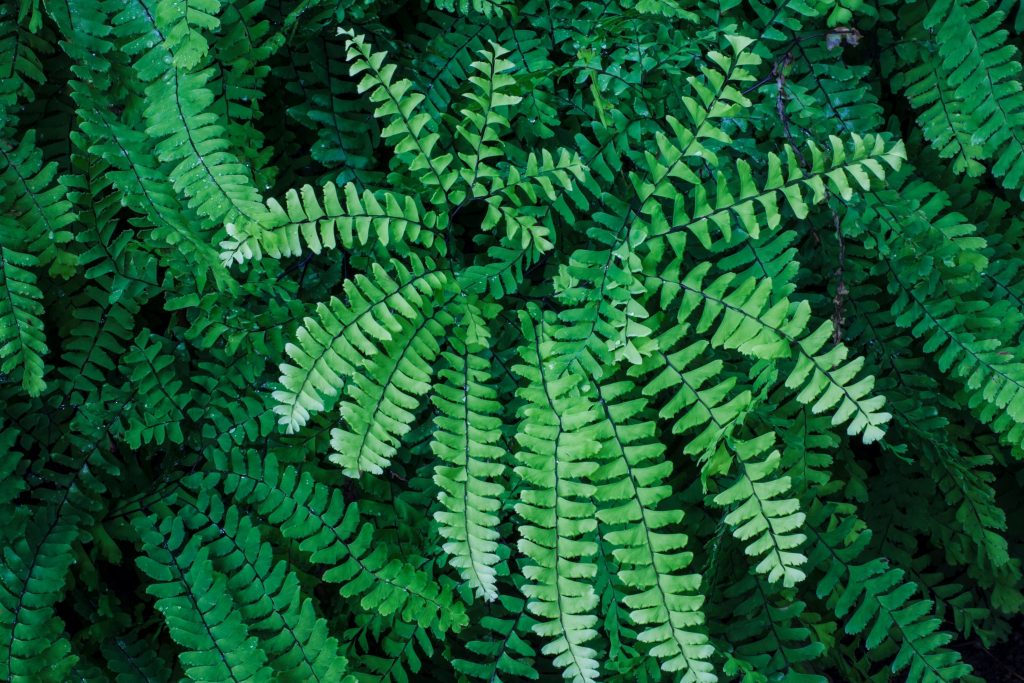 Northern Maidenhair Fern