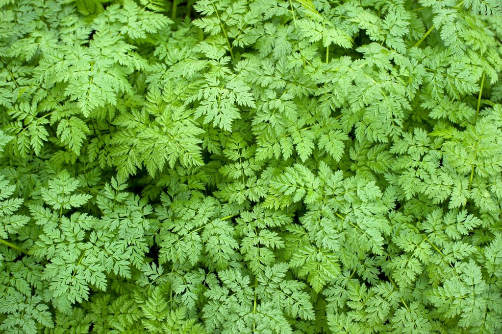 Onychium Japonicum Carrot Fern