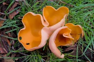 orange peel fungus