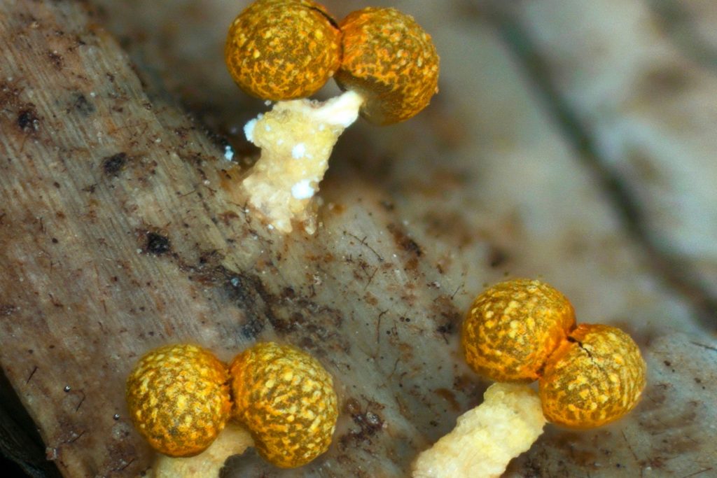 Orange Fungus In Mulch