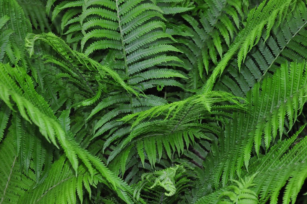Ostrich Fern