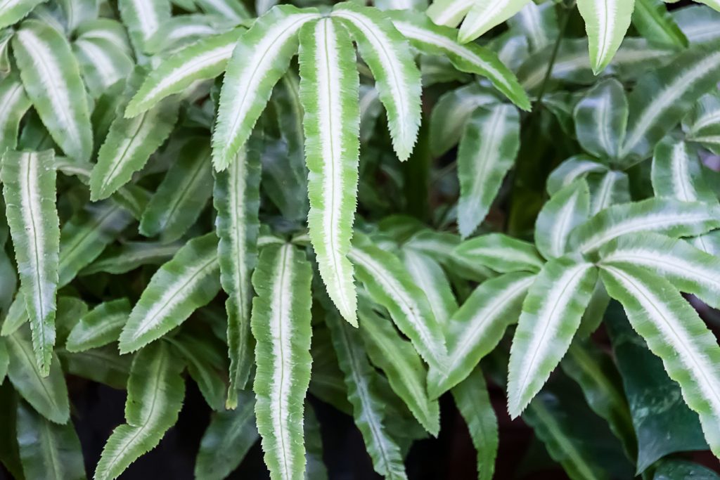 Pteris Cretica Ribbon Fern