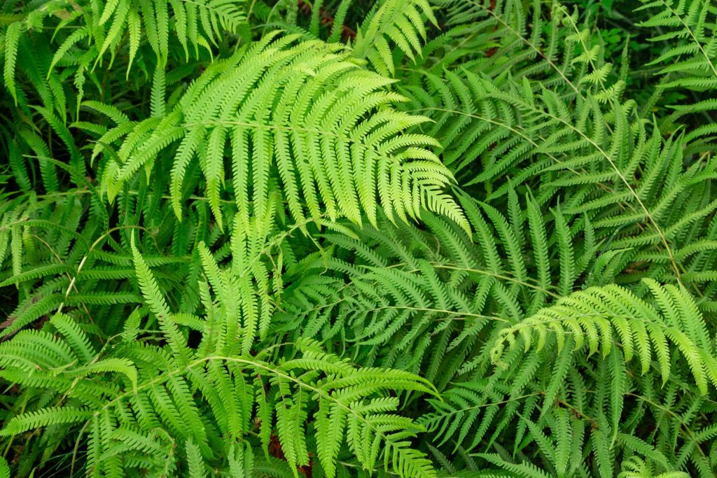 Royal Fern