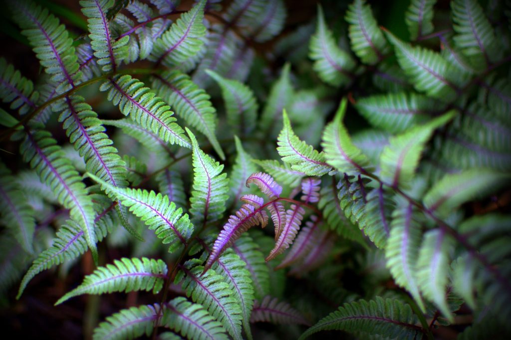 Silver Falls Japanese Painted Fern