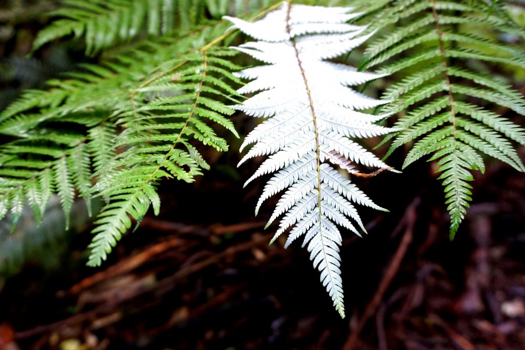 Silver Fern