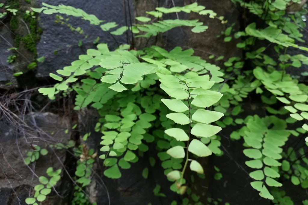 Southern Maidenhair Fern
