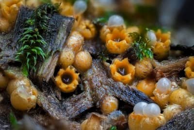 Artillery Fungus In Mulch