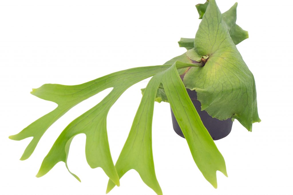 Staghorn Fern