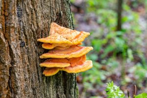 Sulphur Shelf Mushroom