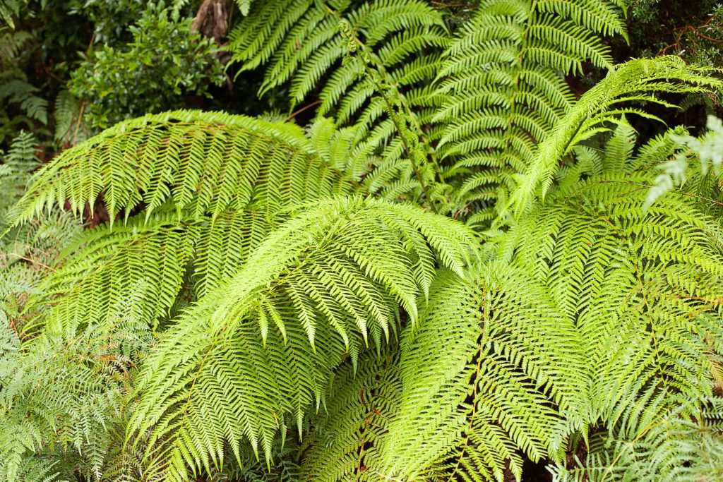 Tasmanian Cup Fern