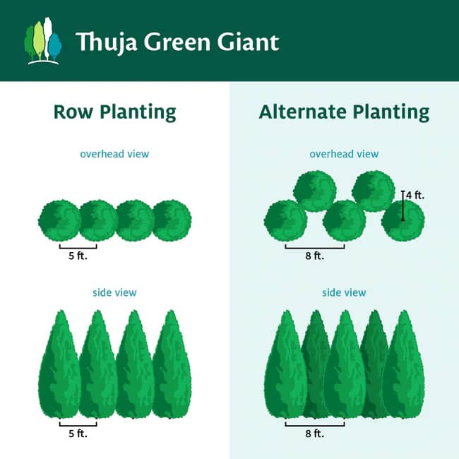 Thuja Green Giant spacing
