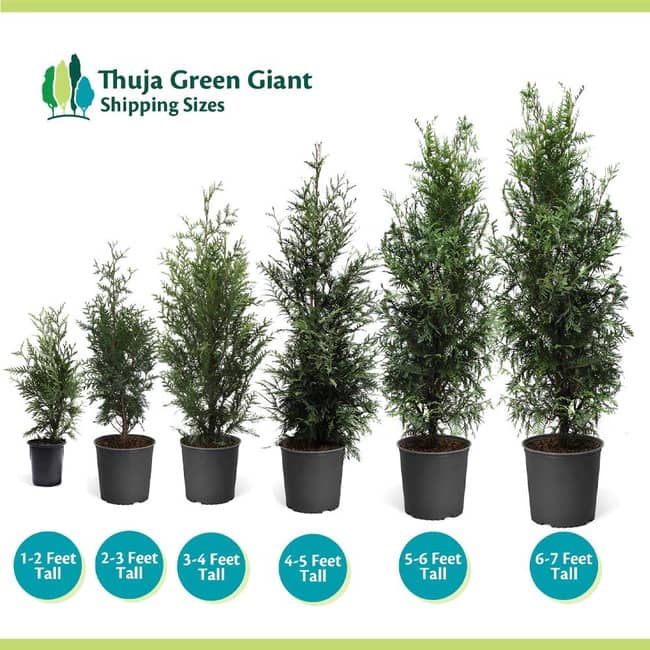 where to buy thuja green giant