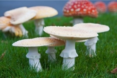 Are Lawn Mushrooms Poisonous to Dogs and Cats