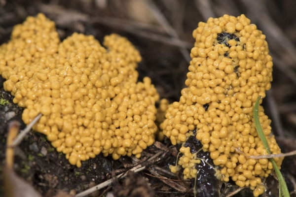 Yellow Egg Balls In Soil