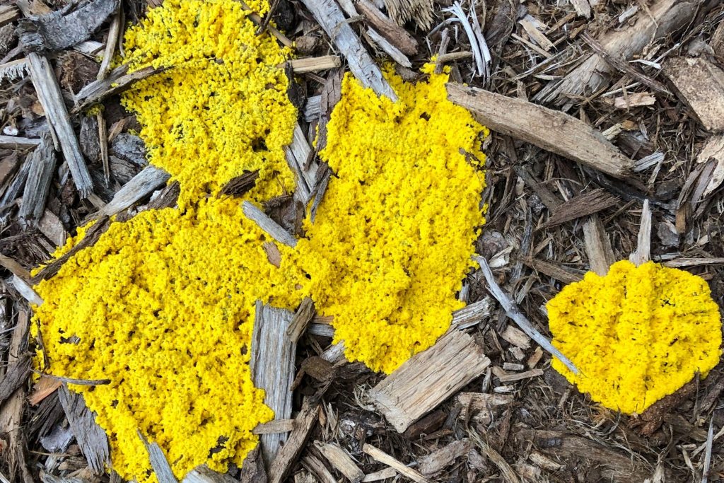 Yellow Fungus In Mulch