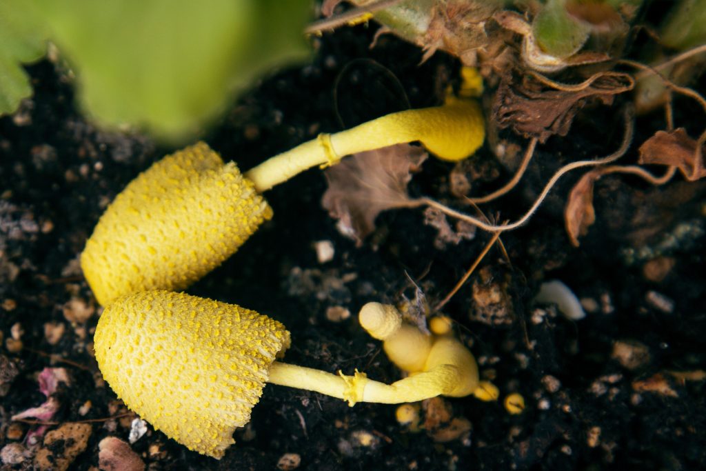 yellow-houseplant-mushroom