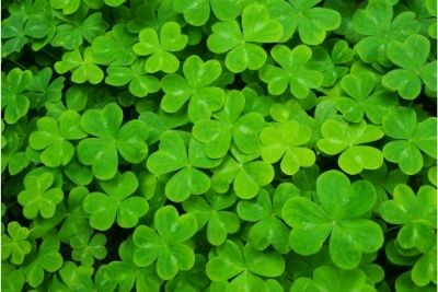 Best Fertilizer For Clover How And When To Apply