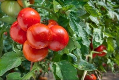 Best Soil For Tomatoes PH, Amendments, Potting Mix