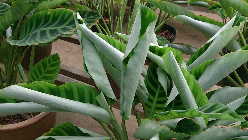 Calathea Leaves are Curling