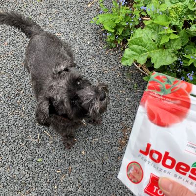 Jobes Tomato Fertilizer Spikes Are Safe To Use Around Pets
