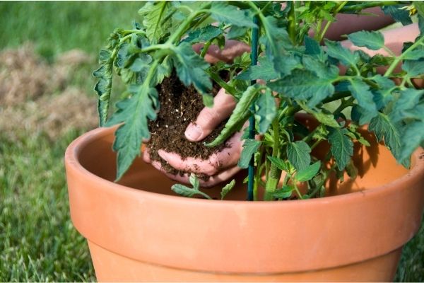 tomato in plant pot