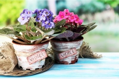 best African Violet Pots, Planters, And Self-Watering Pots