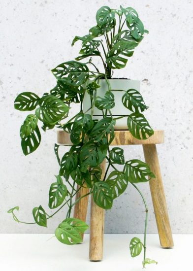 monstera-addasonnii-care-