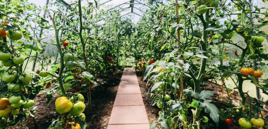 tomato in greenhouse