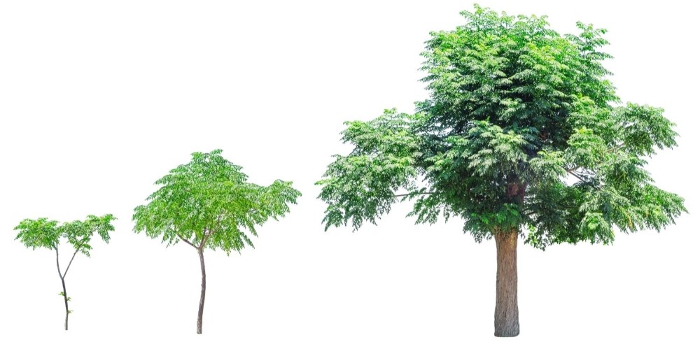 tree stage of growth