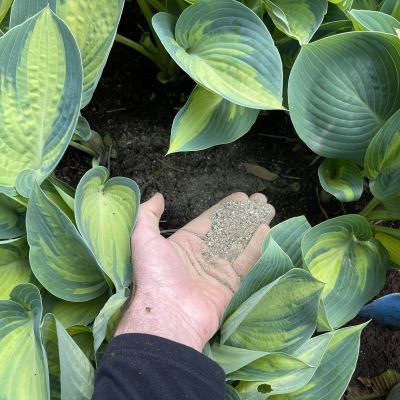 A second application in late spring