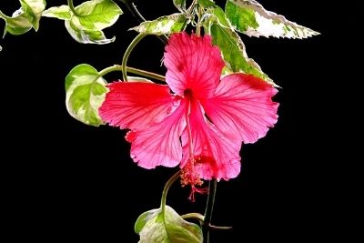 Hibiscus Yellow Leaves
