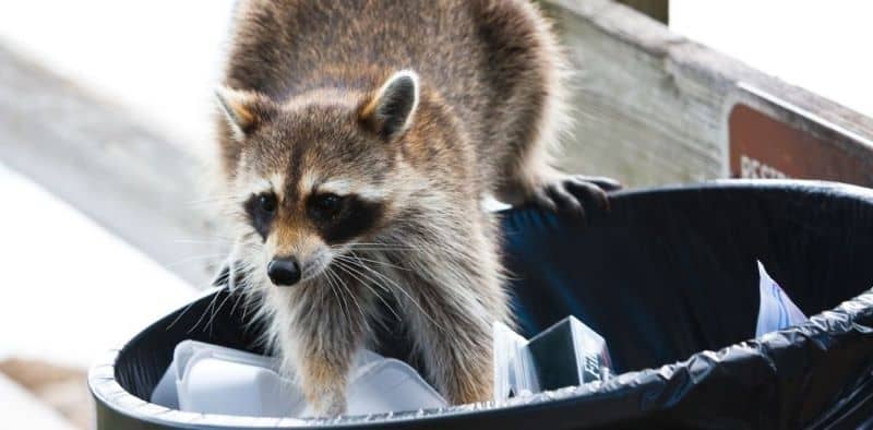 How to Keep Raccoons Out of Trash.