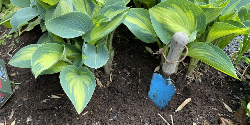 I like to dig the fertilizer into the soil after application