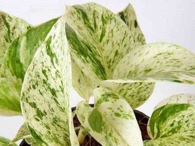 pothos marble queen