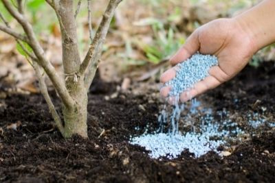 Plant Food Vs Fertilizer