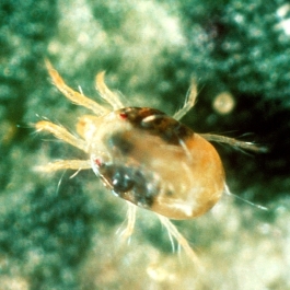 Tetranychus urticae Koch